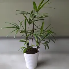 63【カンノンチク（観音竹） 約120cm】大型観葉植物｜西海岸インテリア