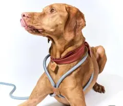専用boo'oh 犬用 ハーネス Ray Harness デコピン　大谷のサムネイル