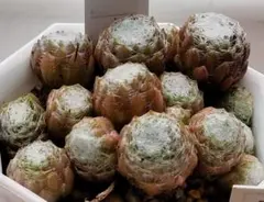 Ｗｅｉｓｓｅ Ｆｅｄｅｒ　ポットの苗全部　Sempervivum　センペルビブムのサムネイル