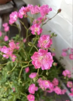 ミニ薔薇　☆ほほえみ☆挿し木苗のサムネイル