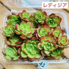 42 レディジア　多肉植物　多肉弁当　詰め合わせ　寄せ植え　セット　カット苗