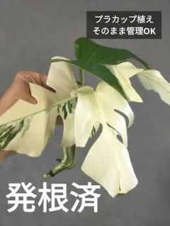 【H12】発根済！斑入りモンステラ ホワイトタイガー トップカット カップで発送のサムネイル