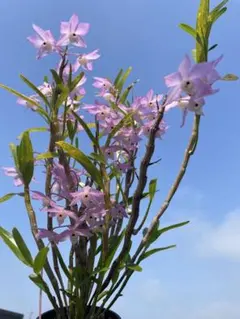 Den. hercoglossum ピンク原種 レア　開花中のサムネイル