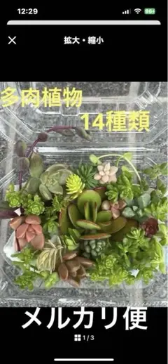 多肉植物セット 詰め合わせ14種類 根付きおまけ付き　カット苗詰め合わせ