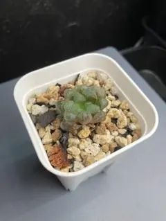 多肉植物 ハオルチア オブツーサ 美株②