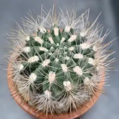 ユッキー様 リクエスト 4点 まとめ商品