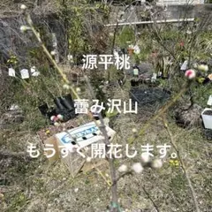 ピンクのつぼみが多い　源平桃　高さ約120センチ ピンクのつぼみが多い 源平桃 高さ約120センチ - メルカリ