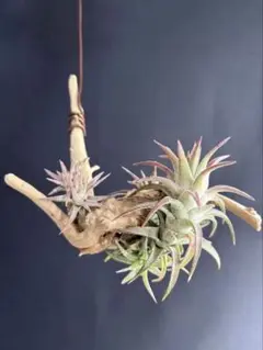 久々出品T. ionantha ‘Nizanda' T'S TROPICALS 久々出品T. ionantha 'Nizanda' T'S TROPICALS - メルカリ