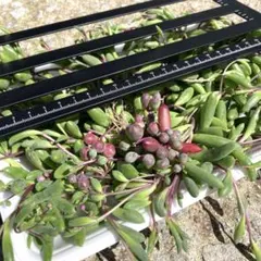 ルビーネックレス