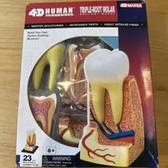 Item thumbnail for item e9317306-b5f5-4ff5-9d98-84efe53eb789