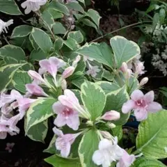 花苗　斑入り葉　ウツギ　株分け苗のサムネイル