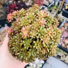 75 #観葉植物 アエオニウム錦❤️花月夜錦❤️1大頭9小頭16cm 拔き苗