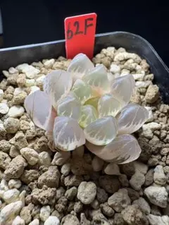 20g 多肉植物 ハオルチア 裏実生苗 自家繁殖 鉢植え発送 - メルカリ
