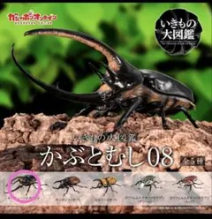 いきもの大図鑑　かぶとむし08 ネプチューンオオカブト（改）オンライン版