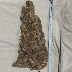 奄美大島産】希少 極上松肌 親株ストック株 古木蘇鉄 全長82センチ