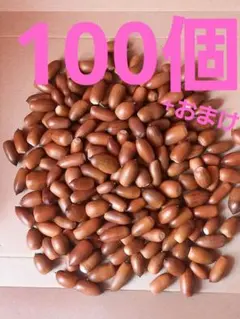 どんぐり　マテバシイ　100個