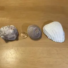 貝殻セット 中サイズ 自然な状態
