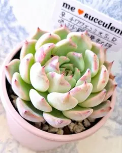 ポルボローネ実生　札付きポットごとメルカリ便ルイパパさん苗 ポルボローネ実生 札付きポットごとメルカリ便ルイパパさん苗 - メルカリ