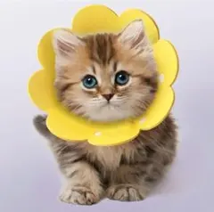 Item thumbnail for item 384f45f5-517d-4ade-bf1c-b8403c1641b2