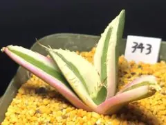 多肉植物　アガベ　チタノタ　スナグルトゥース　343のサムネイル
