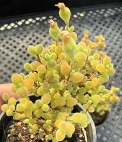 ドロサンテマム グロボーサム 多肉植物 7.5cmポット 抜き苗 現物発送