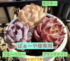 ばぁーや様 リクエスト 2点 まとめ商品