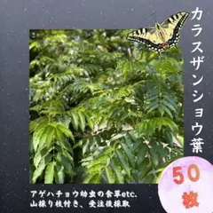 カラスザンショウ 枝付き葉っぱ 1000枚 アゲハチョウ 幼虫 餌 カラスザンショウ 枝付き葉っぱ 50枚 アゲハチョウ 幼虫 餌 - メルカリ