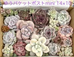 多肉植物 洛神錦 パープル系多肉植物セット2