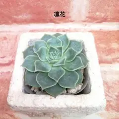 2026年最新】ぼのぼのさん苗 凛花の人気アイテム - メルカリ
