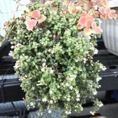 多肉植物 ブロウメアナ 根付き抜き苗 群生 ひとかたまり✨