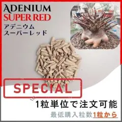 激レア赤肌【種子】スーパーレッド / セット割あり 数量1粒から購入OKのサムネイル