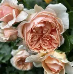 アプリコット色の薔薇 苗 イングリッシュローズ ロゼット咲 - メルカリ