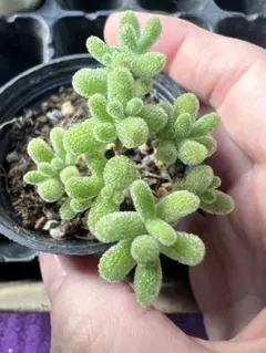 pomyuz様 リクエスト 10点 まとめ商品