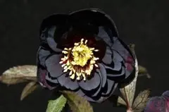 2026年最新】クリスマスローズ 苗 加藤農園の人気アイテム - メルカリ