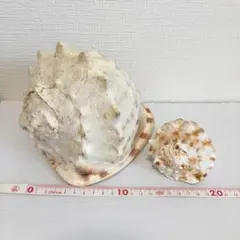 トウカムリ貝　大小２個セット　天然貝殻