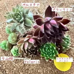 2026年最新】センペルビウムの人気アイテム - メルカリ