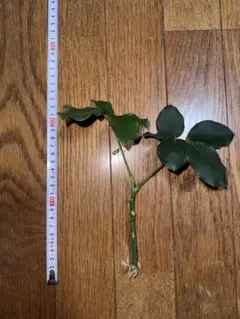 희귀 셰플러 마르코 가지치기 묘목