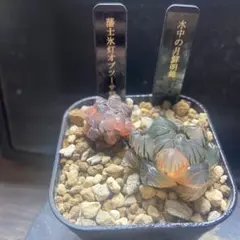 テ*ヤ様 水中の月鮮明錦　藩士氷灯オブツーサ鮮明錦小さめ　美株セット