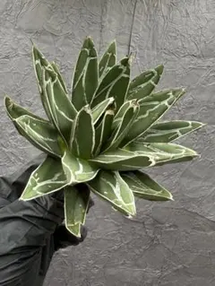 アガベ 笹ノ雪“サンキング” 大株 極上美株