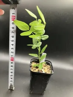 PAL様 リクエスト 2点 まとめ商品