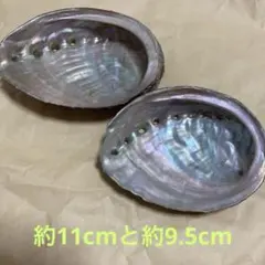 アワビ 貝殻
