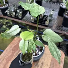 16 【未命名選抜系統】Monstera Deliciosa 兄弟株参考あり - メルカリ