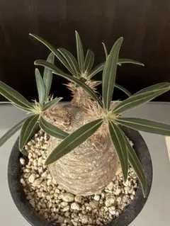 パキポディウム グラキリス 塊根植物 VALIEM - メルカリ