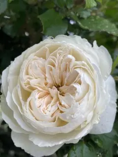 切花品種∥和バラ 苗 - メルカリ