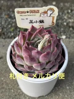 2026年最新】茜小鶴の人気アイテム - メルカリ