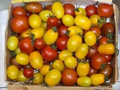 農薬不使用　中玉トマト　ミニトマト　宅配便コンパクトのサムネイル