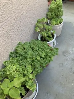 アロマティカス 観葉植物 多肉植物 抜き苗(根付き)のサムネイル