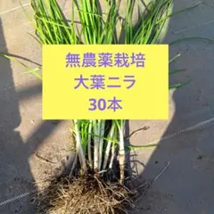 無農薬栽培大葉ニラ３０苗