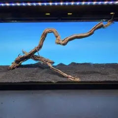 2025年最新】RAKYPETの蔦流木の人気アイテム - メルカリ