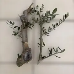 オリーブ【極太3本入り お買い得品】切り枝 挿し木 太木挿し 無農薬